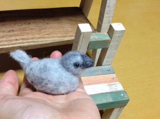 桜文鳥ひな.jpg